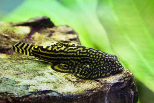 De meest unieke zoetwateraquariumvissen ter wereld