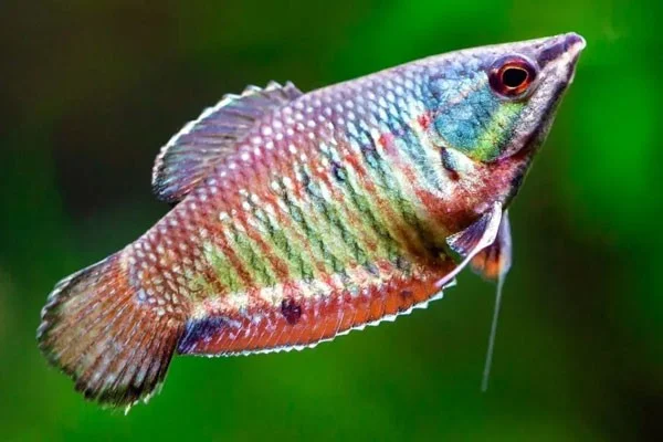 De meest unieke zoetwateraquariumvissen ter wereld