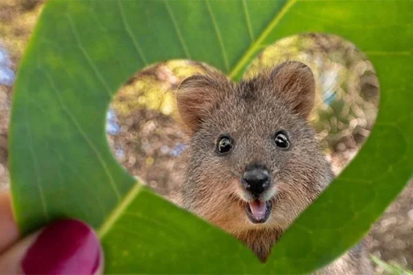 Het schokkende geheim van de quokka, het gelukkigste dier ter wereld