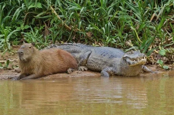 Carpincho: una rata gigante que puede pesar hasta 68 kg y que se mueve tranquilamente entre los cocodrilos gracias a sus habilidades especiales.