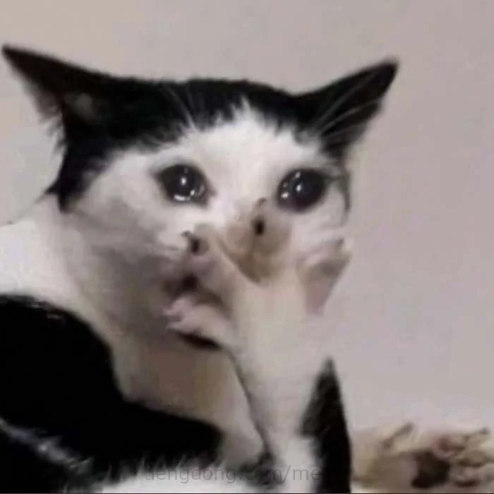 Meme van een huilende kat, grappige foto's van een huilende kat