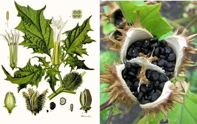 Extreem giftige planten die de dood kunnen veroorzaken en waar we van weg moeten blijven