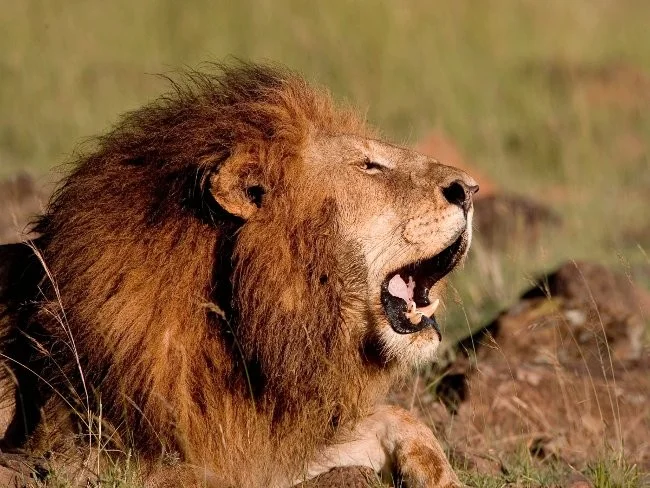 Los animales más peligrosos para los humanos