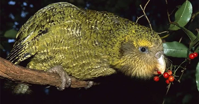 El pájaro "tonto" del mundo, en el momento de la muerte, pierde la memoria.