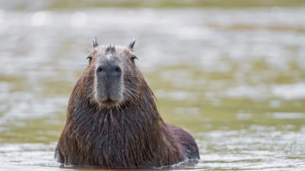 Carpincho: una rata gigante que puede pesar hasta 68 kg y que se mueve tranquilamente entre los cocodrilos gracias a sus habilidades especiales.