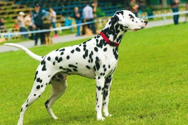 Los perros más rápidos del mundo