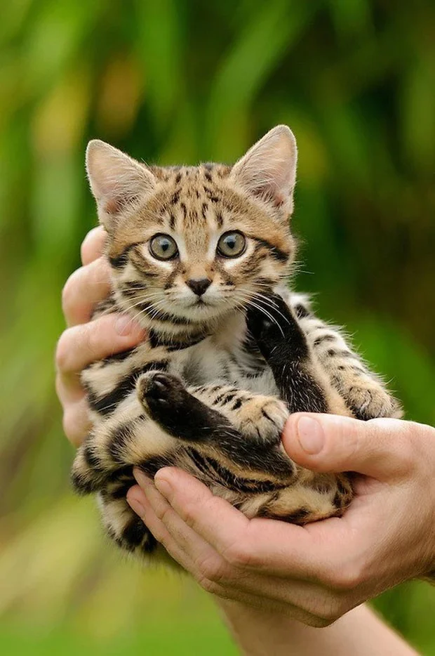 Gato africano de patas negras: parece inocente, pero es el gato más peligroso del mundo.