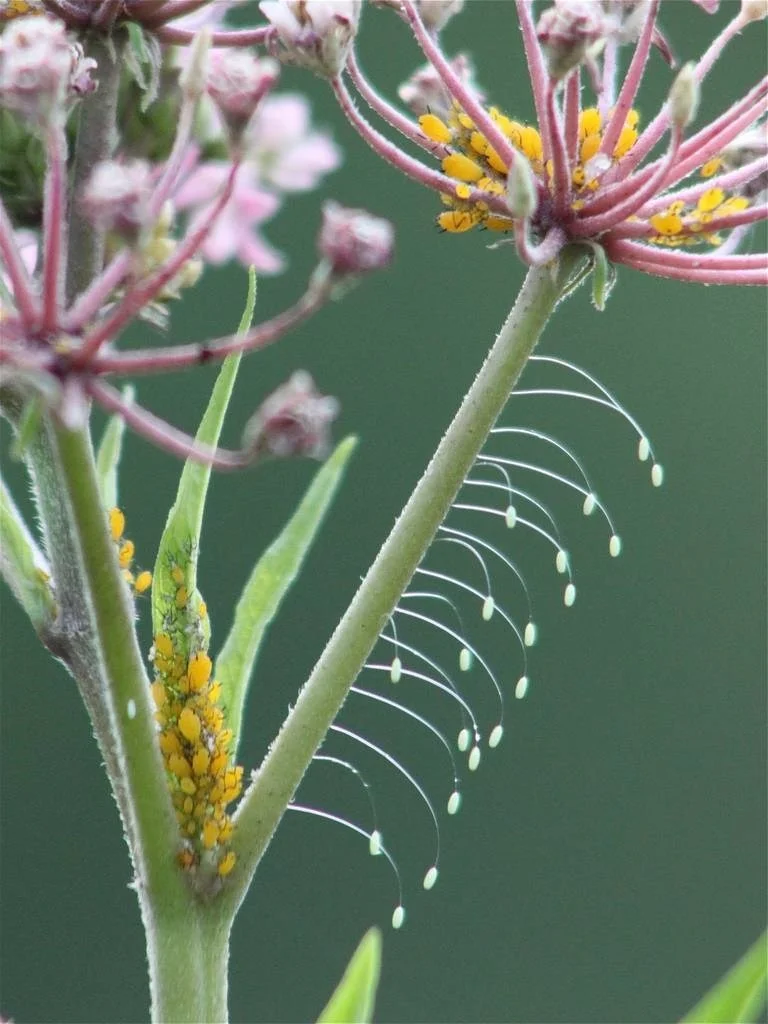 ScratchJR'da çoktan seçmeli sorular nasıl oluşturulur (Bölüm 1)