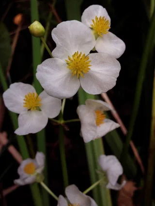 De mooiste waterbloemen ter wereld