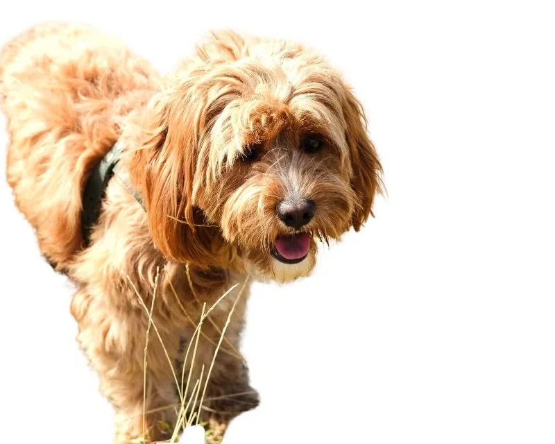 How to insert and remove watermark in Word document