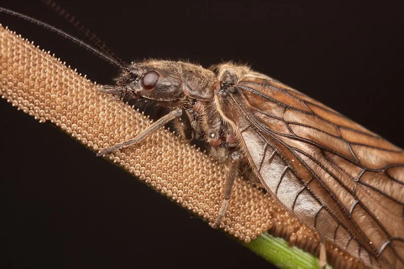 Sarang telur yang paling unik dan cantik di dunia serangga