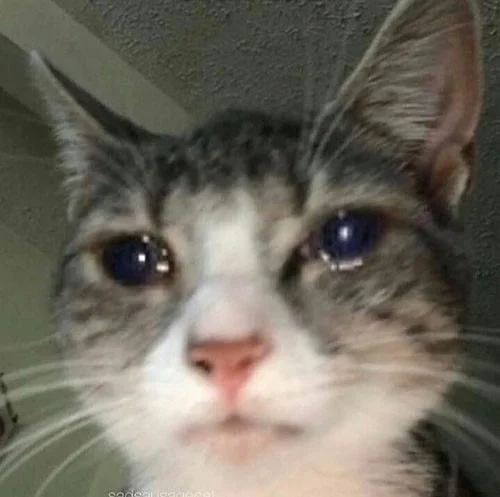 Meme van een huilende kat, grappige foto's van een huilende kat