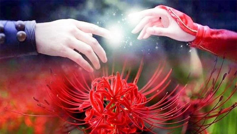 ¿Cuál es la flor de la otra orilla? Significado y leyenda de la flor de la otra orilla