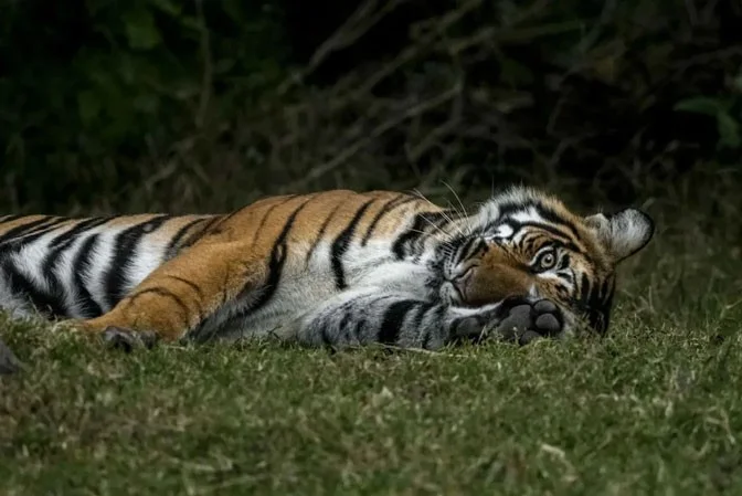 Dünyayı şaşırtan kaplan fotoğrafları