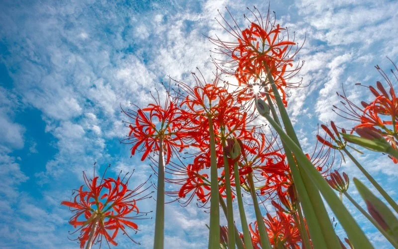 ¿Cuál es la flor de la otra orilla? Significado y leyenda de la flor de la otra orilla