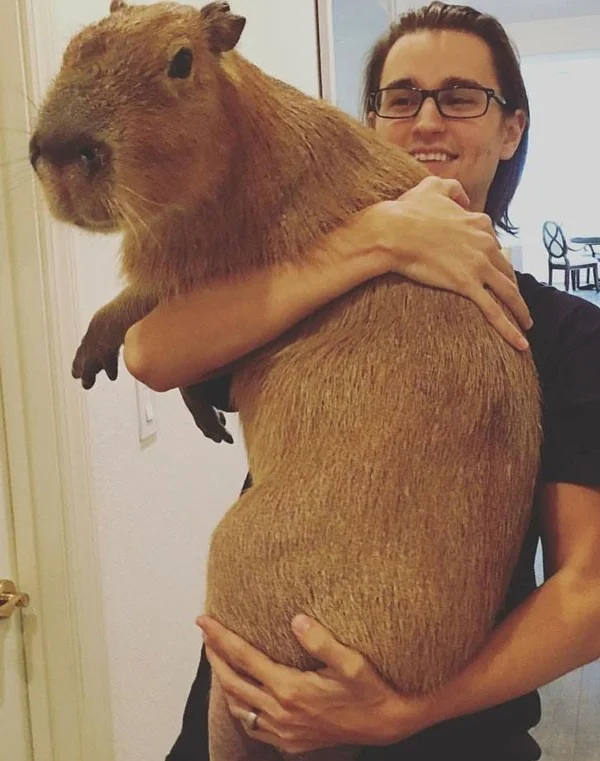 Carpincho: una rata gigante que puede pesar hasta 68 kg y que se mueve tranquilamente entre los cocodrilos gracias a sus habilidades especiales.