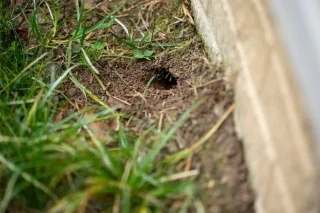 Cómo identificar agujeros de serpiente en tu jardín