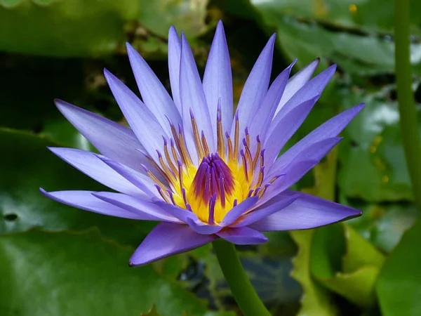 De mooiste waterbloemen ter wereld