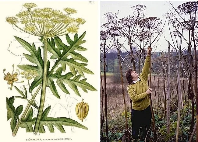 Extreem giftige planten die de dood kunnen veroorzaken en waar we van weg moeten blijven