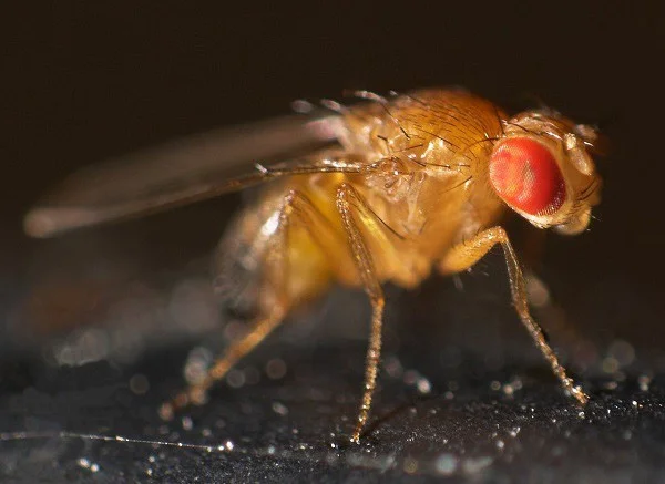 Verbazingwekkende dieren die op wonderbaarlijke wijze overleefden nadat hun "hoofden van hun nekken waren gescheiden"