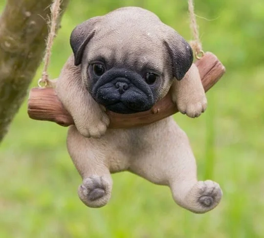 Status tentang anjing, kapsyen lucu dan lucu tentang haiwan peliharaan