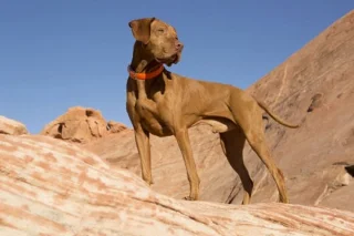 Los perros más rápidos del mundo