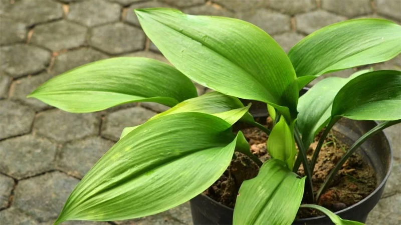 Las mejores plantas de interior para principiantes