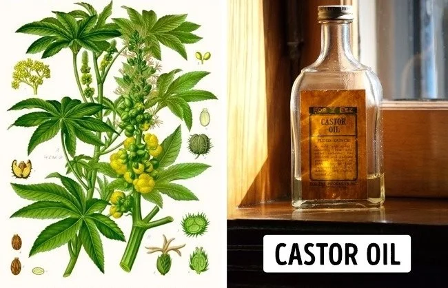 Extreem giftige planten die de dood kunnen veroorzaken en waar we van weg moeten blijven