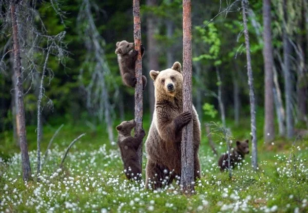 The tallest land animals in the world