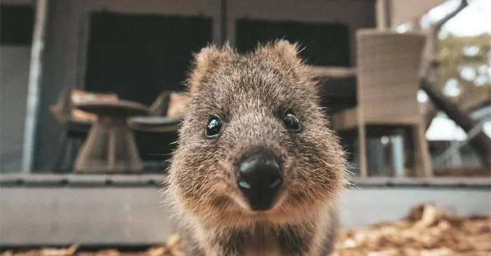De gelukkigste dieren ter wereld