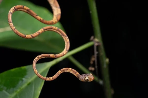 Serpiente de cabeza dentada: serpiente extraña que mueve la cabeza para cazar presas.