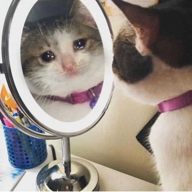 Meme van een huilende kat, grappige foto's van een huilende kat