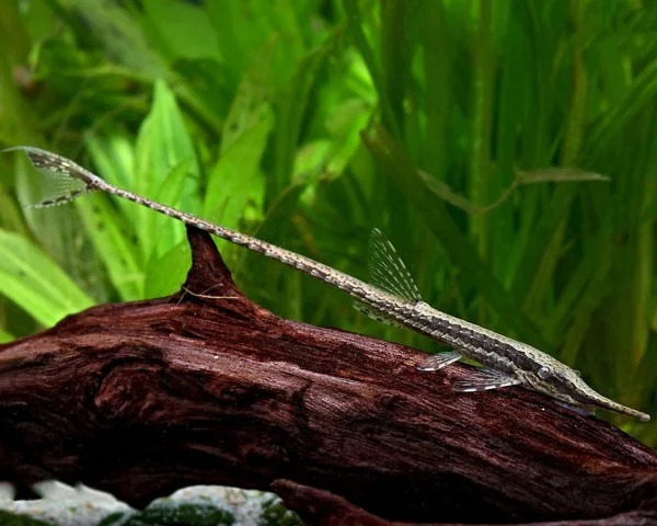 De meest unieke zoetwateraquariumvissen ter wereld