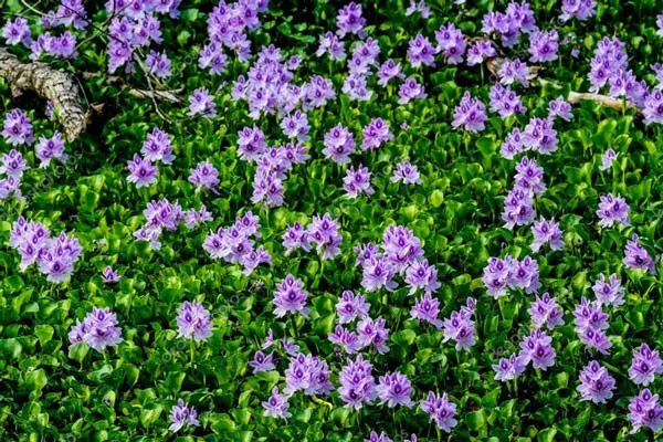 De mooiste waterbloemen ter wereld