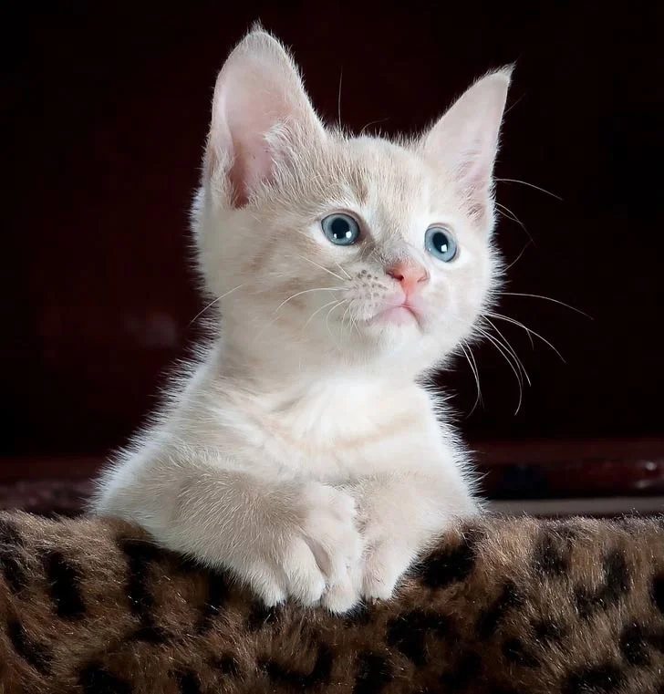 Kattenrassen die niet geschikt zijn voor beginnende eigenaren