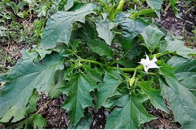 Extreem giftige planten die de dood kunnen veroorzaken en waar we van weg moeten blijven