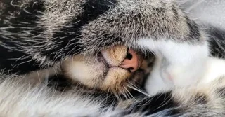 Mengapa kucing menutup muka mereka ketika mereka tidur?
