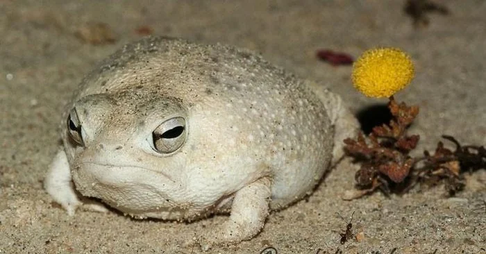 Desert Rain Frog - Vreemde, mollige kikker die angstaanjagende kreten maakt Desert Rain Frog - Vreemde, mollige kikker die angstaanjagende kreten maakt