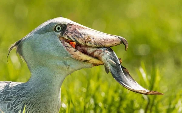 Schoenbekooievaar - de meest woeste vogel ter wereld, eet zelfs krokodillen