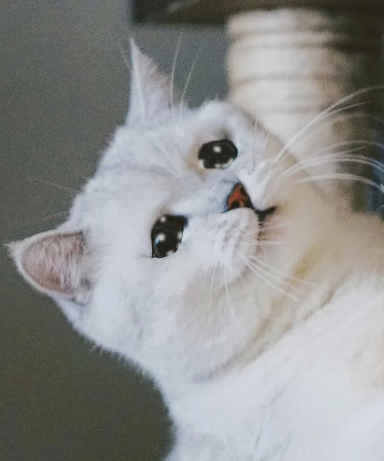 Meme van een huilende kat, grappige foto's van een huilende kat