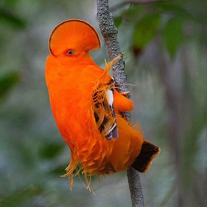 Las aves más extrañas, algunas parecen 'viajar' a la Tierra desde otro mundo
