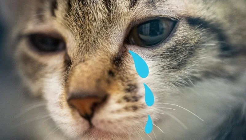 Meme van een huilende kat, grappige foto's van een huilende kat