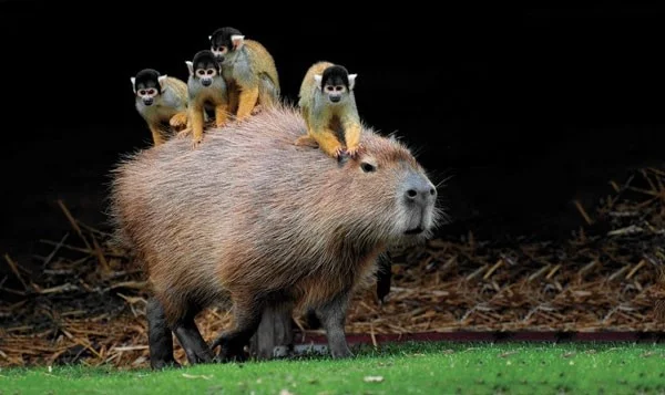 Carpincho: una rata gigante que puede pesar hasta 68 kg y que se mueve tranquilamente entre los cocodrilos gracias a sus habilidades especiales.