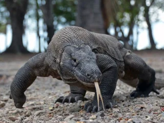 El dragón de Komodo se traga una tortuga