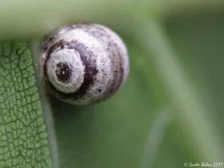 Sarang telur yang paling unik dan cantik di dunia serangga
