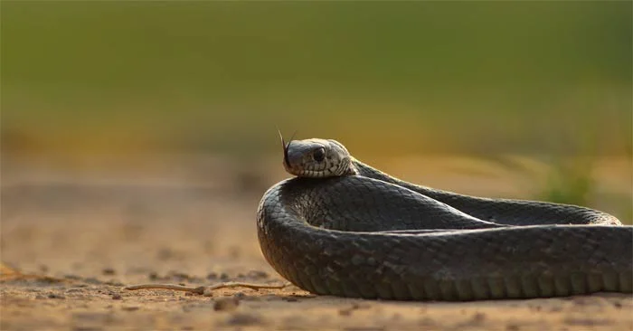 Cómo identificar agujeros de serpiente en tu jardín