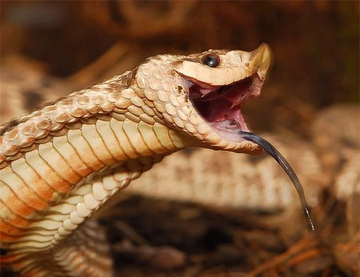 為什麼豬是蛇的剋星？