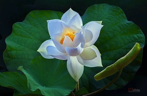 De mooiste waterbloemen ter wereld