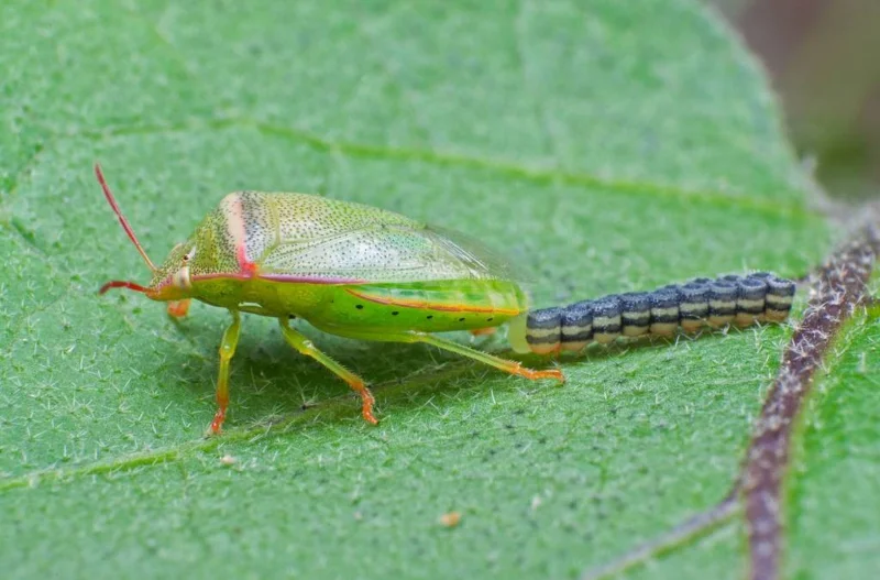 Sarang telur yang paling unik dan cantik di dunia serangga