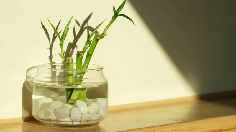 Las mejores plantas de interior para principiantes